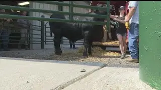 ‘All goes back to the kids’: Excited 4H members ready their animals for Canfield Fair