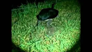 Broad-shelledd Turtle nesting