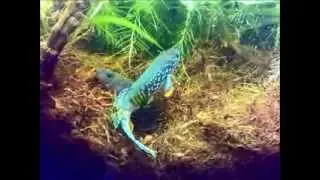 Fundulopanchax Sjoestedti