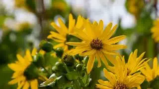 symbolism of flowers #viralvideo #meaning 