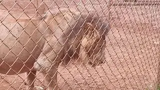 my  first time to see lion I was like this 🤣🤣🤣🤣🤣🤣🤣🤣🤣