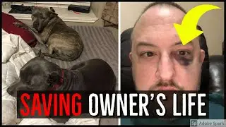 Pitbull's Loyalty Tested When 4 Strangers Break Into Man's Home