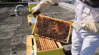 The secret world of Dublin city's rooftop beehives