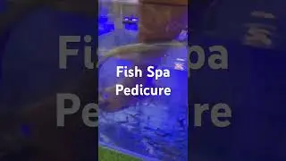 Fish Spa Pedicure #fishspa #fishing #funny #funnyvideo