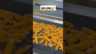 Seed corn 🌽 drying at the seed plant after #harvest in Romania 🇷🇴 #corn #seed #hybridcorn #Romania