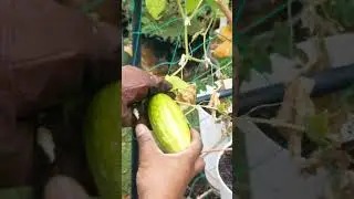 Weird season weird harvests 🥒🌶🫒 #garden #lasvegas #winterishere?