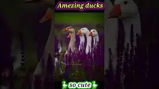 Amezing Beautifull Ducks Group #trending #birds #birdsound #ducks #shorts #animals