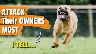 🐶⚠️ WHICH Dogs ATTACK Their OWNERS MOST?