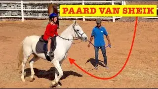 Voor Het EERST PAARDRIJDEN Op Een KONINKLIJK PAARD 👑 🐎( Sheik Dubai! ) | Bellinga Vlog #3309