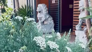 Secret Urban Oasis: Exploring a Hidden City Garden Nook San Francisco