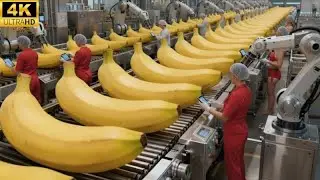 Inside a Banana Bread Factory – An Astonishing Automated Production Process (Full Process)