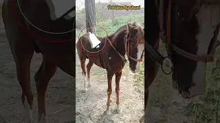 viral kumait arbi horse // mandi tandlawala#horsebeauty#arbic  #horselover#pets #pet Ideas by shani