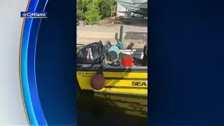 Crocodile Found Relaxing On Boat In Miami's Black Point Marina
