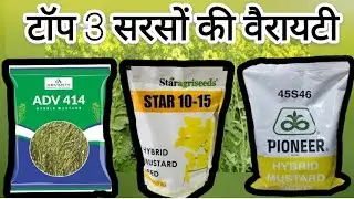 hybrid sarso Top 3 || ADVANTA ADV=414 sarso || STAR 10-15 sarso || Pioneer 45S46 sarso