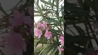 #Nerium #pinkflowers🌺 #ganneru flowers #pink beauty #pink blossoms