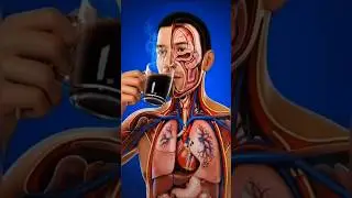 What Happens Inside Your Body When You Drink Coffee? | Full Science Explained  #digestivesystem