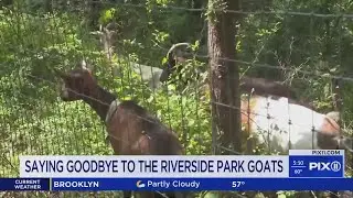 Goats eat around 7,000 pounds of invasive vegetation in Riverside Park