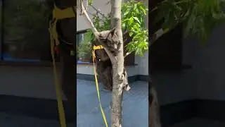My russian blue cat looks like a bear when he climbs trees #russianblue #funnycat #catclimbingtree