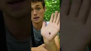 BLACK WIDOW! Will It Bite?