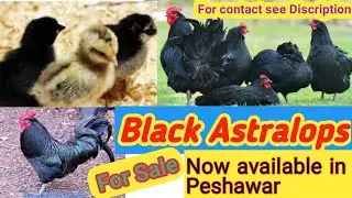Astralops chicks now available in peshawar in very cheap price. اسٹرالوپ چوزے پشاور میں...