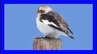 Snow Bunting Singing! Snow Bunting Calling! - Escribano Nival Canto - Plectrophenax Nivalis