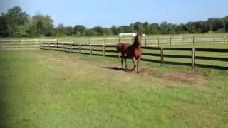 DM ANGELO - 2008 Arabian Gelding
