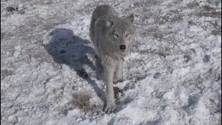 Lone Wolf Hanging with drone 2023
