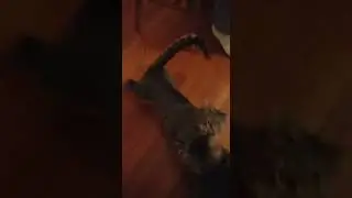 FUNNY CATS 😂 Watch this hilarious kitty fail #shorts #cats #funny