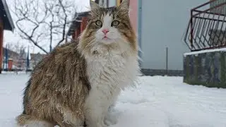 Cats Exploring the Snow ❄️🐾