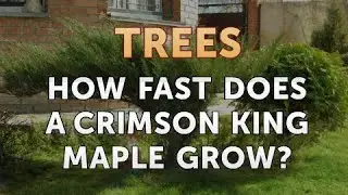 How Fast Does a Crimson King Maple Grow?