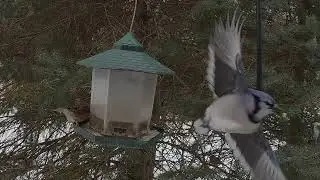 Birds in the Snow part 2