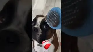 Keep your house and pet clean with mess with this innovative brush!