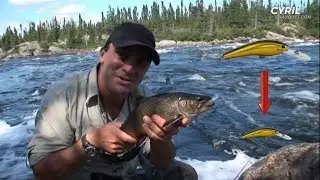 LA technique pour d&eacute;cider les poissons suiveurs !
