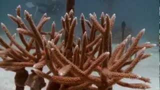 The Nature Conservancy's underwater coral nursery project