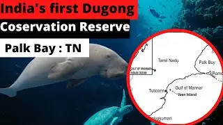 Dugong | India's First Conservation reserve For Dugong | News simplified | ForumIAS