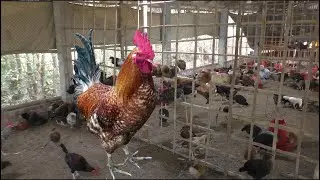 Местная птицеферма для производства мяса &mdash; лучшие способы заработать деньги &mdash; лучшие идеи