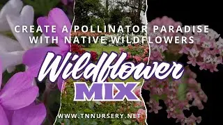 Create a Pollinator Paradise with Native Wildflowers #Wildflowers #PollinatorGarden