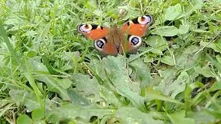 what squeaks in the grass - Peacock butterfly  (inachis io)