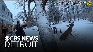 Livonia police rescue deer from twisted rope