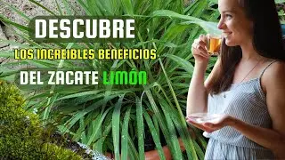 Zacate Lim&oacute;n (Limoncillo): 10 Sorprendentes Beneficios para tu Salud y Bienestar Natural