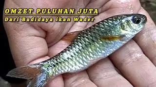 PANDUAN LENGKAP CARA BUDIDAYA IKAN WADER,IKAN PARAY,IKAN HAMPALA #budidayaperikanan