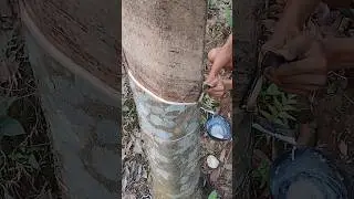 Natural Rubber Variety 🌳🌳#shorts #rubbertree #rubberfarming #naturalrubber #shortsfeed #satisfying