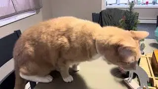Mittenz HD 2