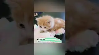 #Paralyzed #kitten is able to walk thanks to his amazing foster mom! 😺 #kittens #cats #catvideos