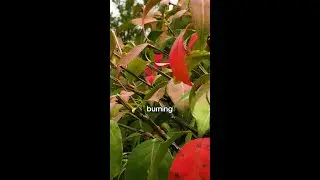The TRUTH about Burning Bush! 🔥