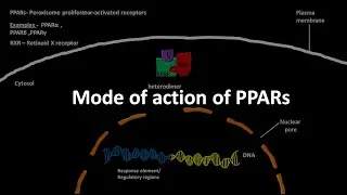 PPARs and its mode of action