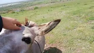 A donkey can be mens best friend