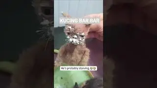 KUCING BAR BAR