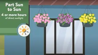 Plant Sunlight Made Simple: Full Sun, Part Sun & Shade Explained