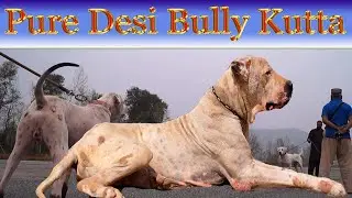 Pure Desi Mastriff Breed of Pakistani Bully Kutta